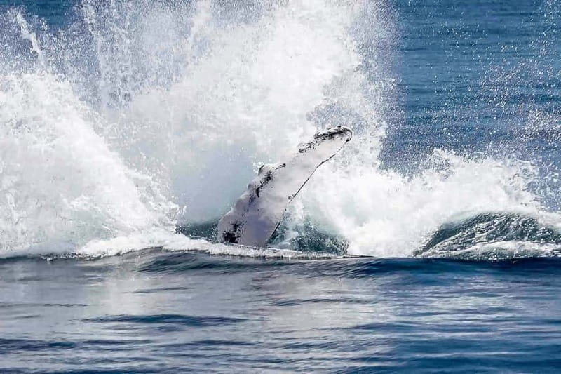 Reykjavik: Whale Watching Tour with Expert Guide - What the guides add to the experience