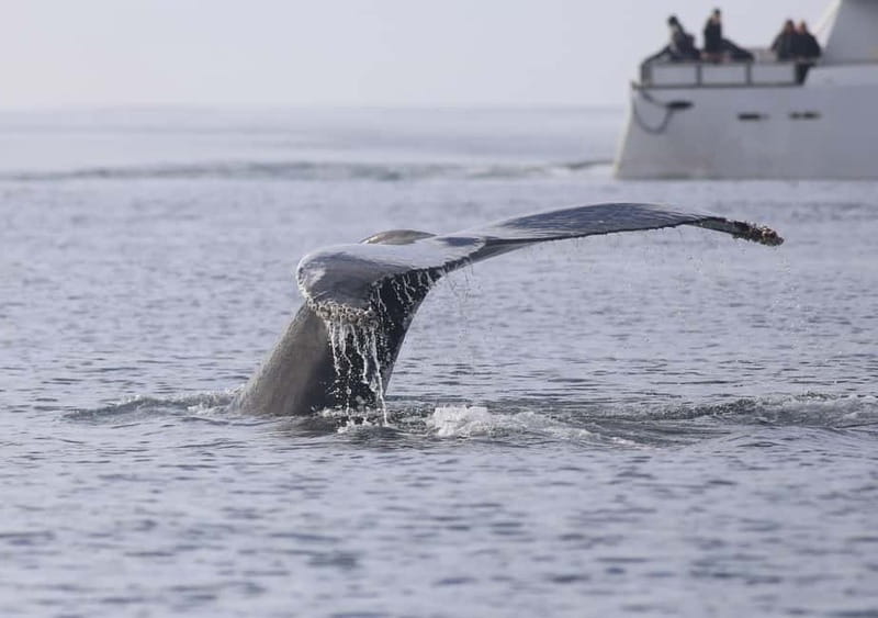 Reykjavik: Whale Watching Tour with Expert Guide - Andrea’s viewing decks, warm clothing, and café