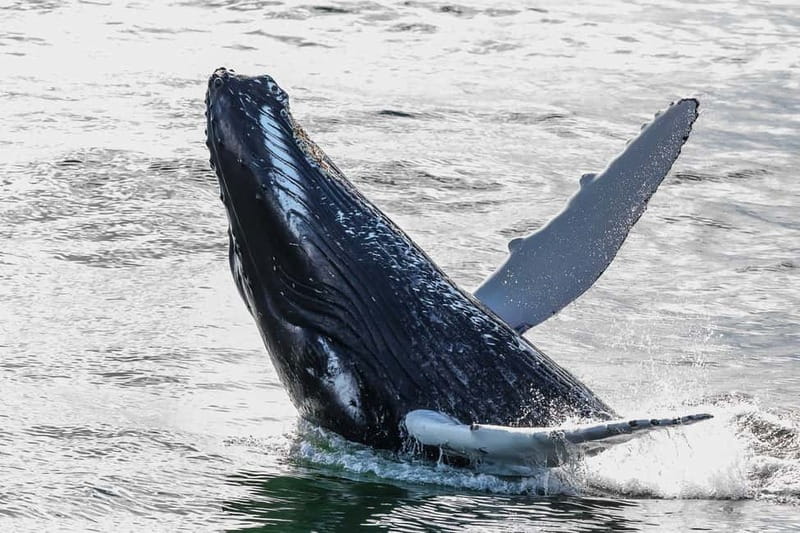 Reykjavik: Whale Watching Tour with Expert Guide - The honest issue: weather and seasickness