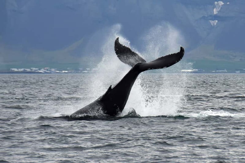 Reykjavik: Whale Watching Tour with Expert Guide - Choosing between Classic and Express