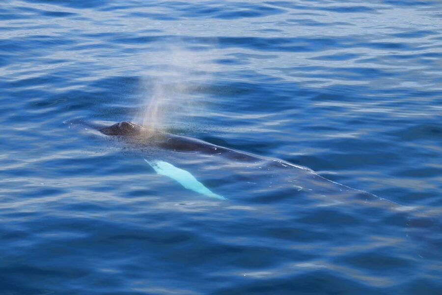 Reykjavik: Whale Watching Tour with Express Option - Quick facts about the Reykjavik express cruise