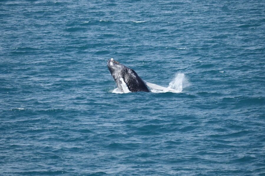Reykjavik: Whale Watching Tour with Express Option - Leaving Geirsgata 11 at Reykjavik’s Old Harbour