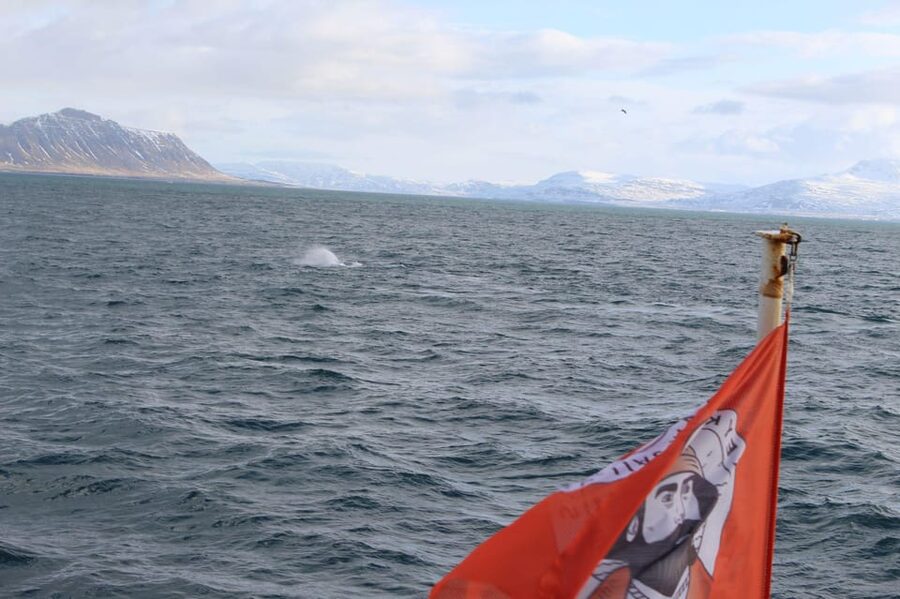 Reykjavik: Whale Watching Tour with Express Option - Warm cabins, flotation overalls, and seasickness help