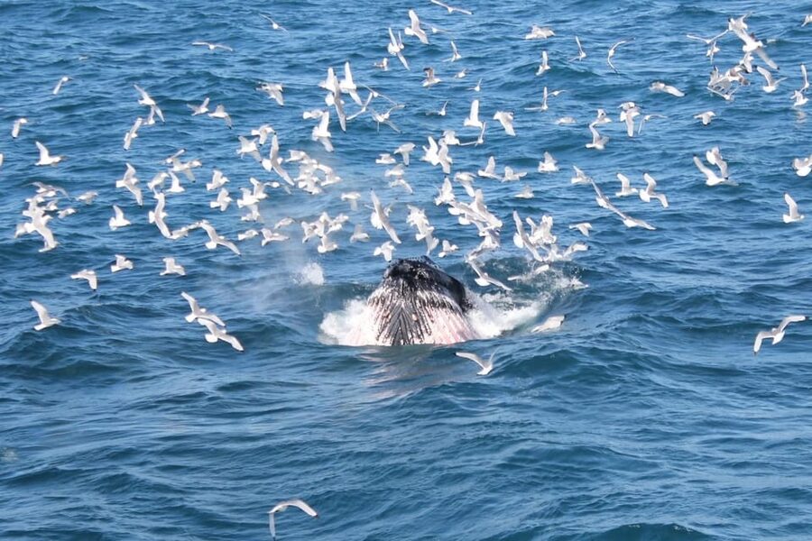 Reykjavik: Whale Watching Tour with Express Option - The express route into Faxaflói Bay