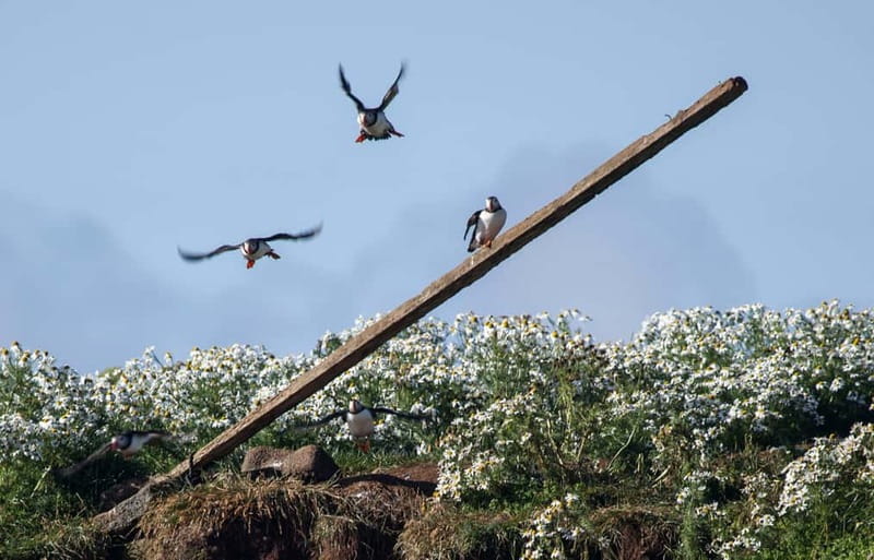 Reykjavik: Whales and Puffins Express Cruise Combo Tour - Key points to know before booking