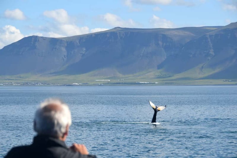 Reykjavik: Whales and Puffins Express Cruise Combo Tour - Guides, learning, and the conservation message