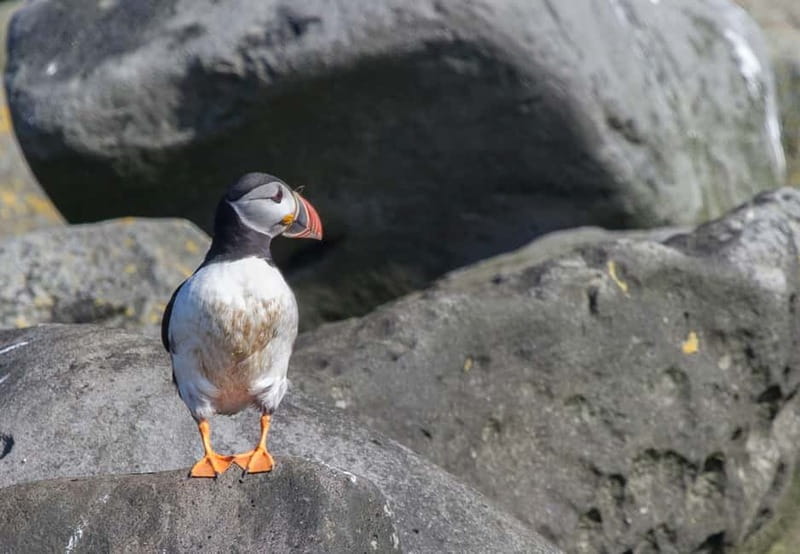 Reykjavik: Whales and Puffins Express Cruise Combo Tour - Two boat trips, two very different experiences