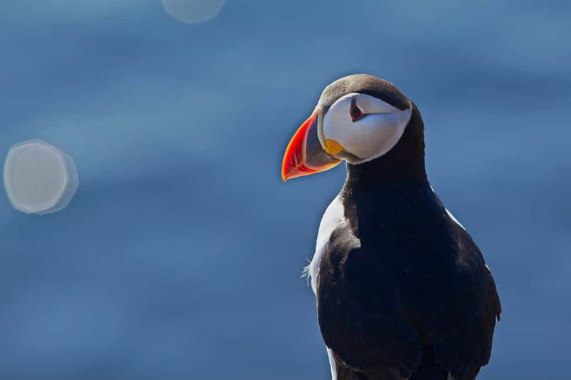 Reykjavik: Whales and Puffins Express Cruise Combo Tour - Puffin watching aboard Old Skúli