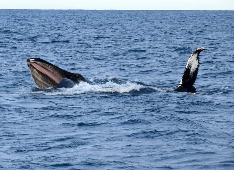 Reykjavik: Whales and Puffins Express Cruise Combo Tour - Searching Faxaflói Bay for whales