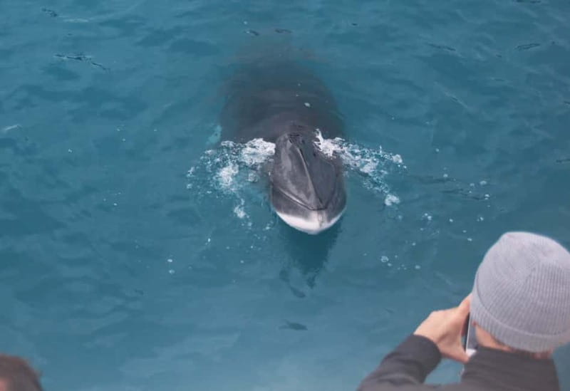 Reykjavik: Whales and Puffins Express Cruise Combo Tour - Classic Andrea or faster Express?