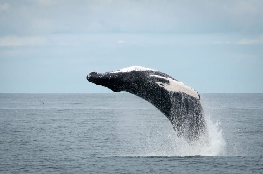 Reykjavik: Whales and Puffins Express Cruise Combo Tour - Warm clothes help, but pack your own layers