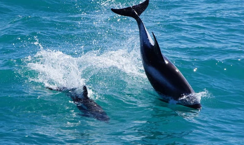Reykjavik: Whales and Puffins Express Cruise Combo Tour - Weather, timing, and the odds of seeing wildlife