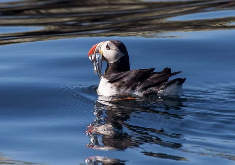 Reykjavik: Whales and Puffins Express Cruise Combo Tour - Starting at the Old Harbor