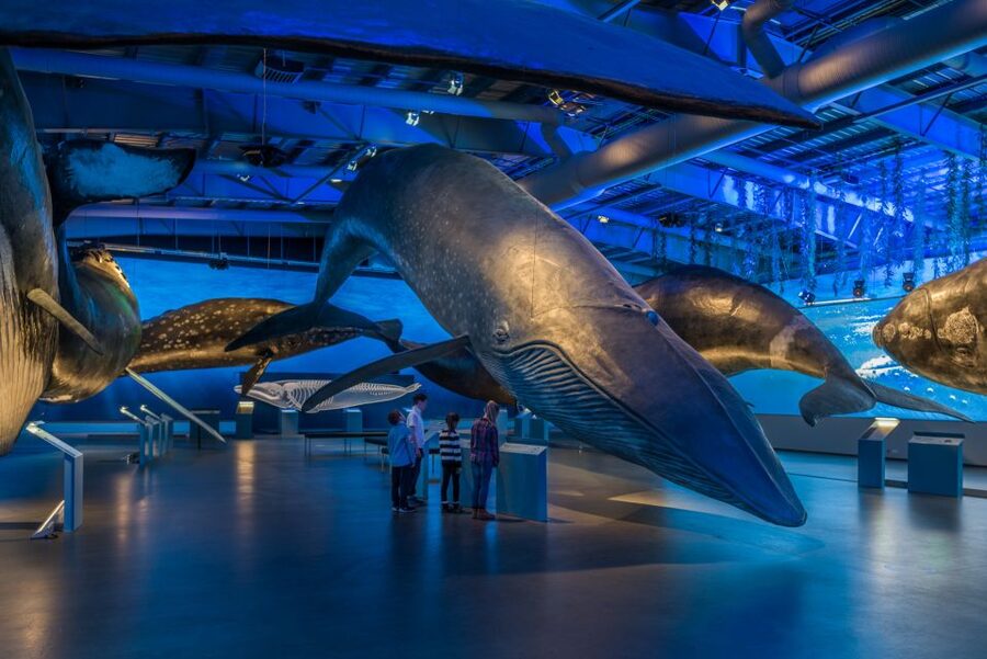 Reykjavik: Whales of Iceland Museum Entrance Ticket - Key things to know before you go