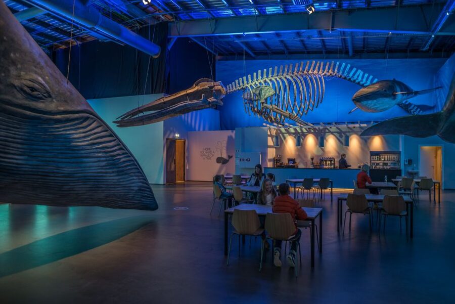 Reykjavik: Whales of Iceland Museum Entrance Ticket - Is it suitable for children and wheelchair users?