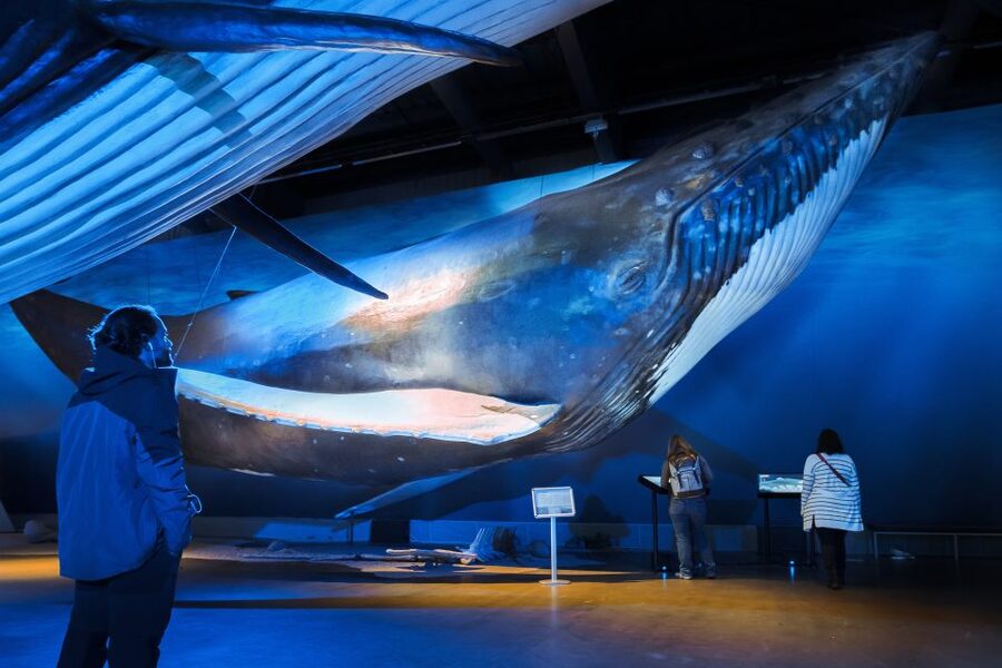Reykjavik: Whales of Iceland Museum Entrance Ticket - The Fin Whale Theatre adds the emotional weight