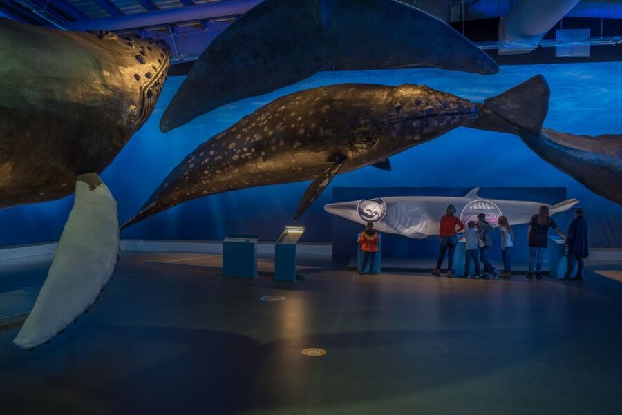 Reykjavik: Whales of Iceland Museum Entrance Ticket - Use the audio guide for a fuller visit