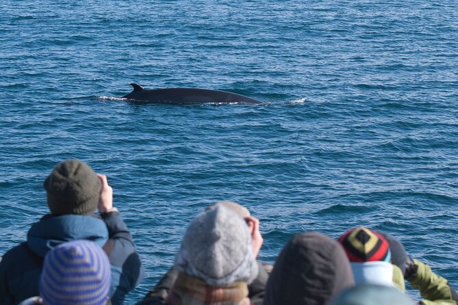 Reykjavik Whales & White Water Rafting Adventure - Paddling the Hvítá River