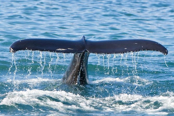 Reykjavik Whales & White Water Rafting Adventure - Is $250 a fair price?