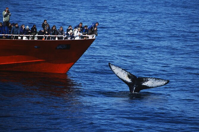 Reykjavik Whales & White Water Rafting Adventure - Three hours watching whales in Faxaflói Bay