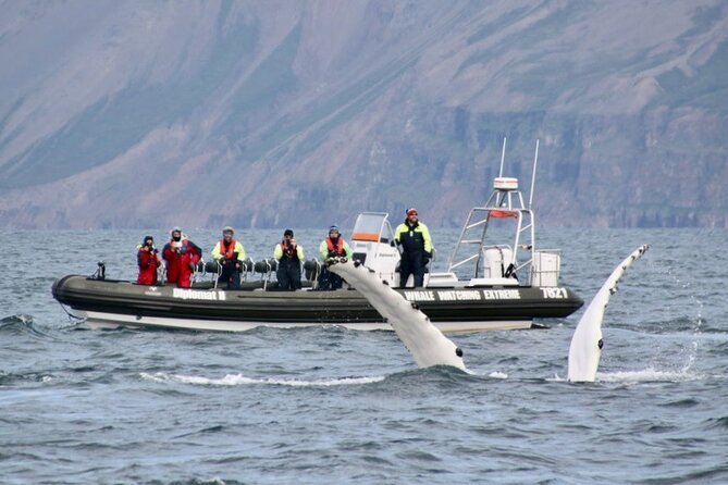 RIB boat express: Whales, Eyjafjord and Akureyri - Guides, safety, and the value of live commentary