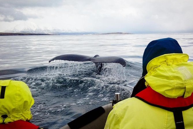 RIB boat express: Whales, Eyjafjord and Akureyri - What the two-hour schedule means for your day