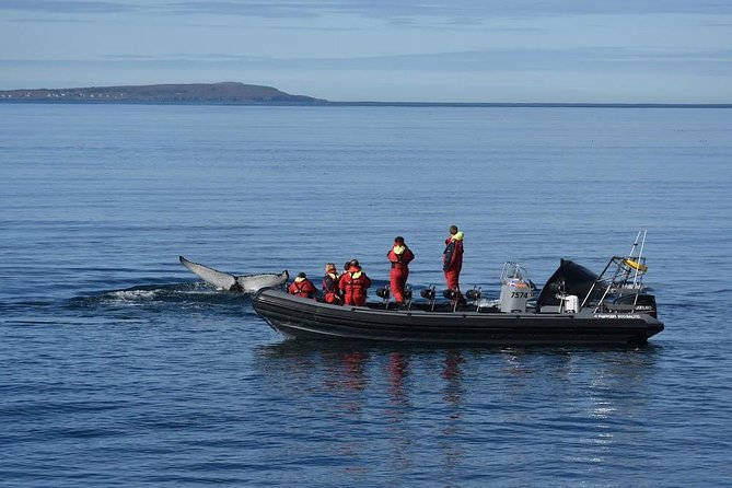 RIB boat express: Whales, Eyjafjord and Akureyri - The price and what you receive for $192.66