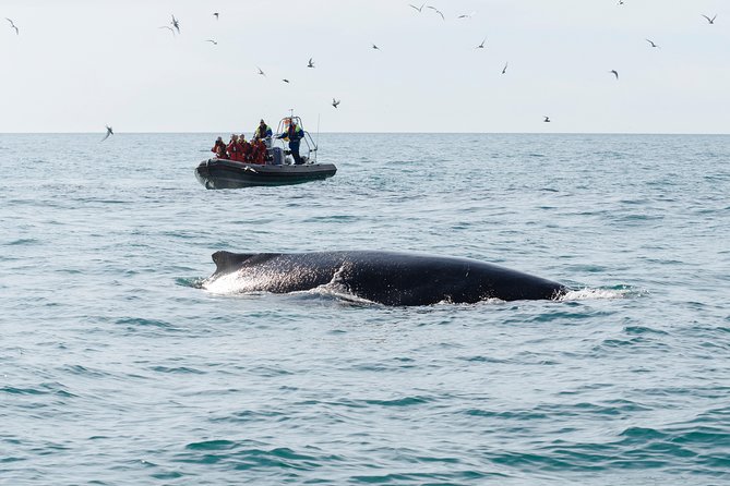 RIB boat express: Whales, Eyjafjord and Akureyri - Who should book this RIB tour