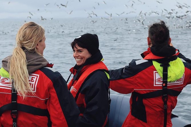 RIB Whale Watching Small-Group Boat Tour from Reykjavik - Puffins around Akurey, Engey, and Lundey