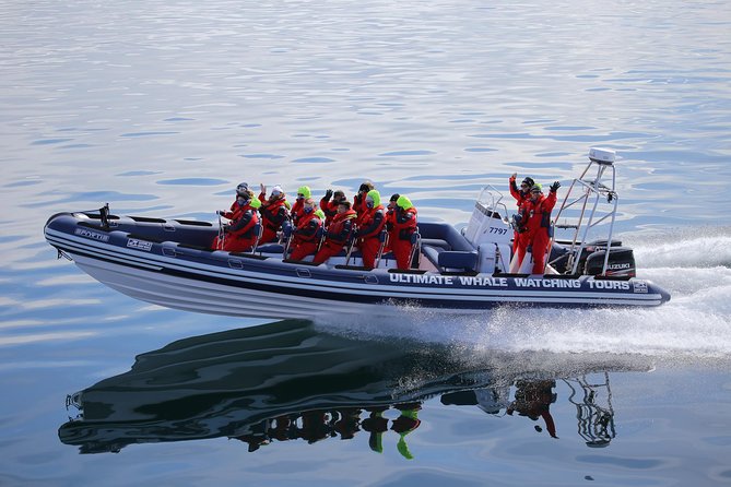 RIB Whale Watching Small-Group Boat Tour from Reykjavik - What $208.09 buys you
