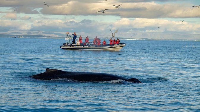 RIB Whale Watching Small-Group Boat Tour from Reykjavik - How to prepare for the two-hour outing