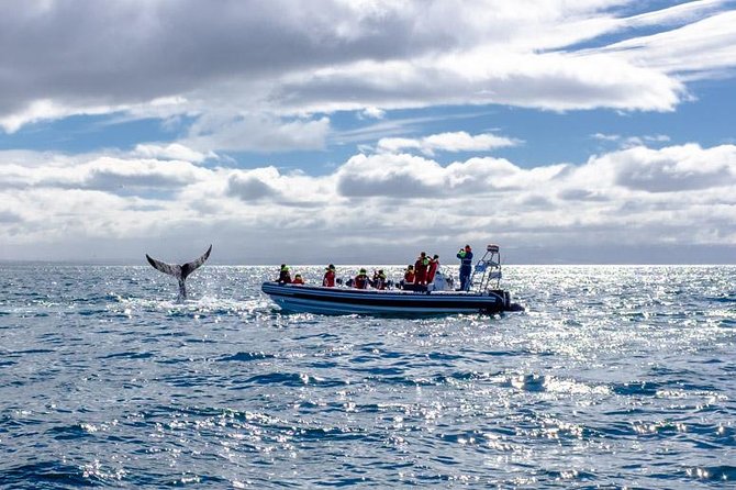 RIB Whale Watching Small-Group Boat Tour from Reykjavik - Who will enjoy this RIB whale safari most