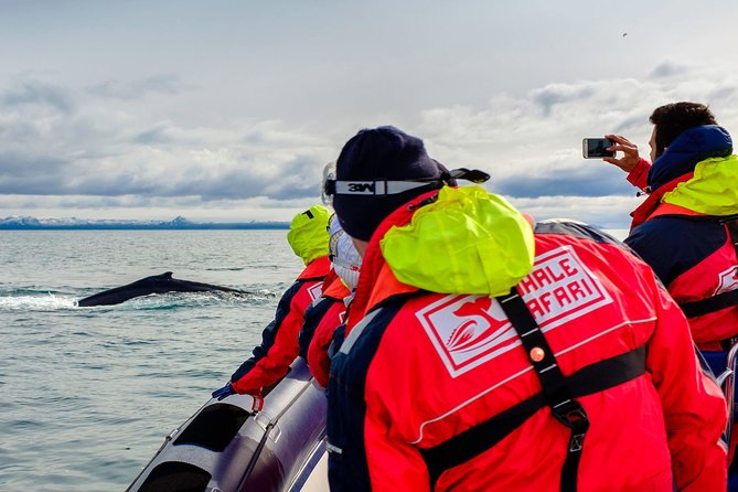RIB Whale Watching Small-Group Boat Tour from Reykjavik - Searching Faxaflói Bay for whales and dolphins