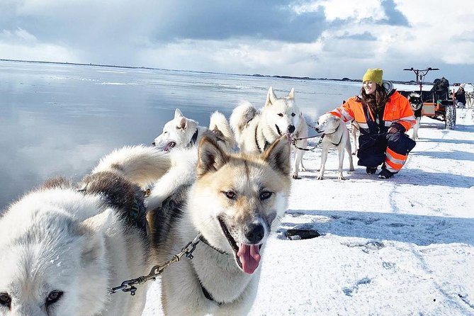 Small Group Husky Sledding Tour from Capital Region - Meeting the huskies near Mosfellsbær