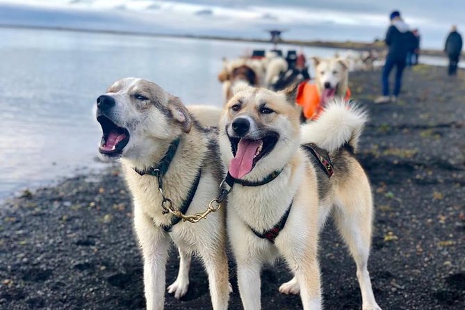 Small Group Husky Sledding Tour from Capital Region - Who should book this husky tour?