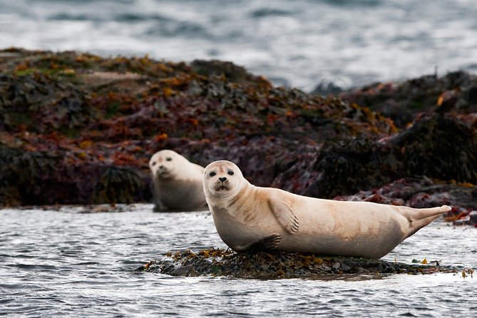 Small-Group Snaefellsnes National Park Day Trip from Reykjavik - Borgarnes gives you a short reset