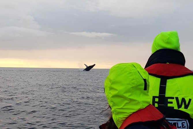 Small-group Whale Watching in the Midnight Sun from Reykjavík - Why this midnight sun trip feels different