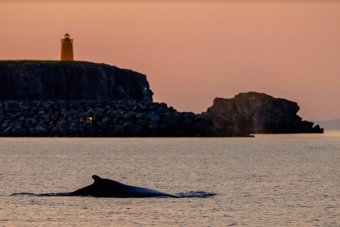 Small-group Whale Watching in the Midnight Sun from Reykjavík - Searching Faxaflói for whales and dolphins