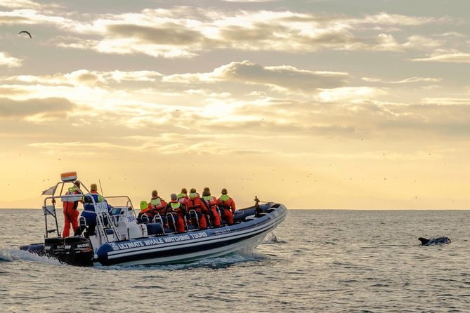 Small-group Whale Watching in the Midnight Sun from Reykjavík - The boat, gear, and comfort level