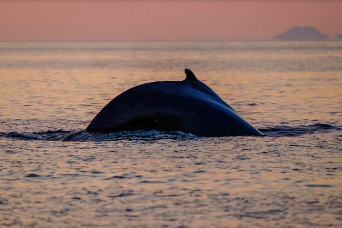 Small-group Whale Watching in the Midnight Sun from Reykjavík - The guide and the value of a small group
