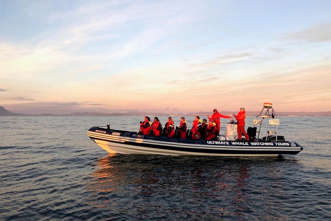 Small-group Whale Watching in the Midnight Sun from Reykjavík - Meeting at the Old Harbour