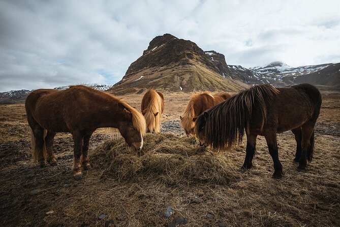 Snæfellsnes Peninsula | Private tour | PRO Photos included - Price, group size, and value