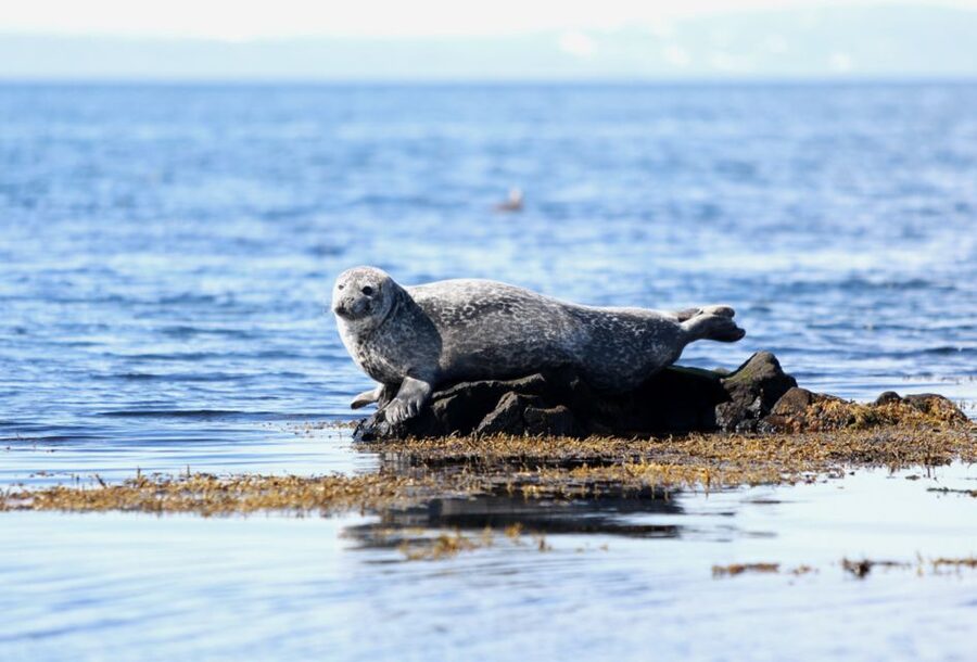 Snæfellsnes: Small-Group Hidden Treasures of The West Tour - Djúpalónssandur, black pebbles, and old shipwreck traces