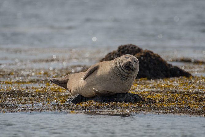 Snaefellsnes Small Group Tour with Homemade Meal from Reykjavik - Ytri Tunga and the Reality of Seal Watching