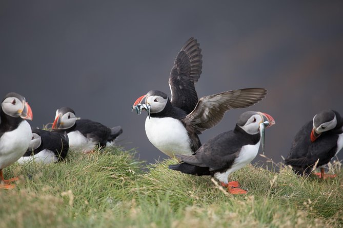 South Coast / guided private tour - Leaving Reykjavik at 9:00 am