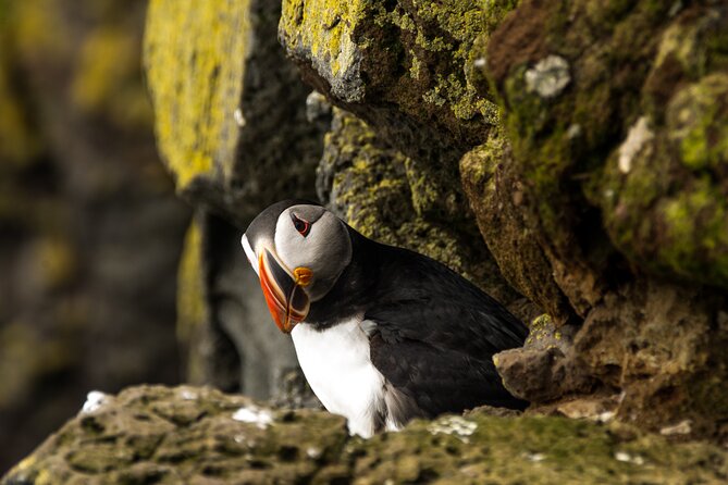 SOUTH COAST : The Discovery - Vík: a one-hour pause in a small town