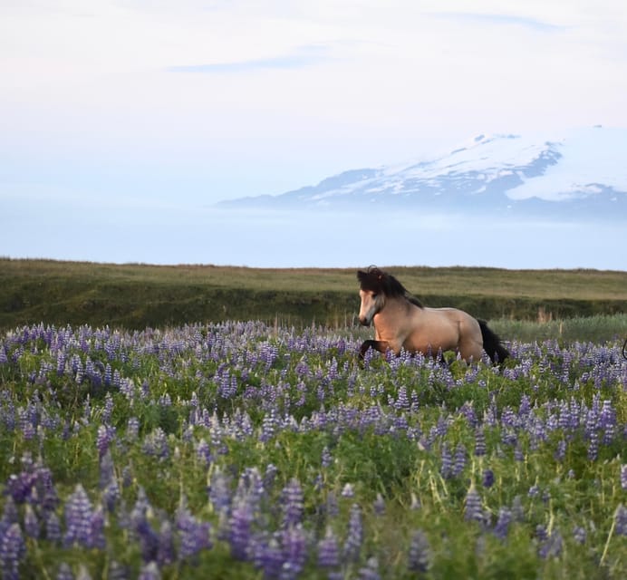 southern Iceland: Black beach riding tour - Key points before you book