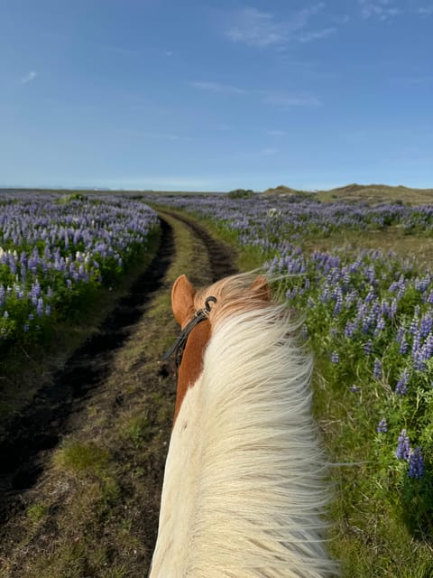 southern Iceland: Black beach riding tour - Who should book this black beach ride