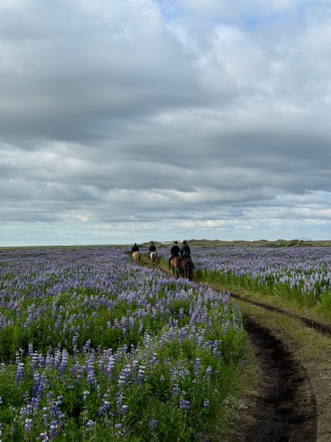 southern Iceland: Black beach riding tour - Meeting the Icelandic horse before the beach