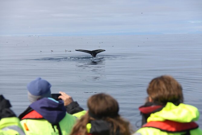 Speedboat Whale Watching Small-Group Tour in Reykjavik - Harpa Concert Hall and Reykjavik’s waterfront